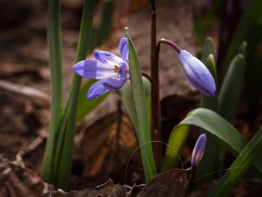 İlk bahar çiçekleri