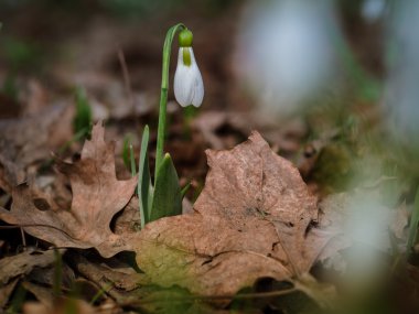 İlk bahar çiçekleri
