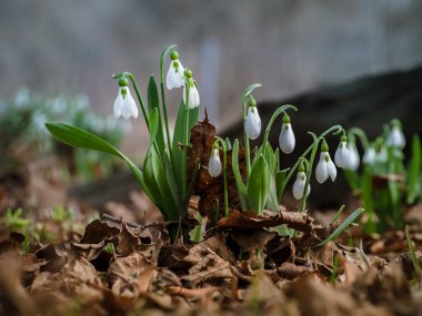 İlk bahar çiçekleri
