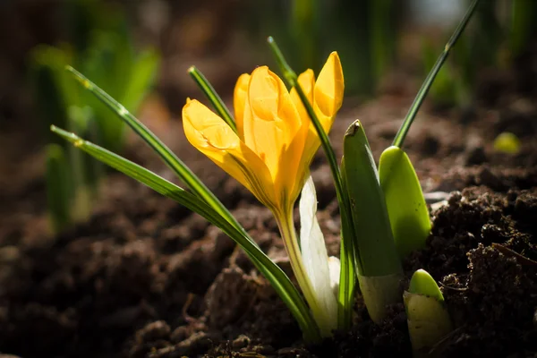 İlk bahar çiçekleri