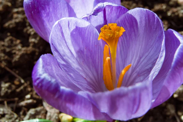 İlk bahar çiçekleri