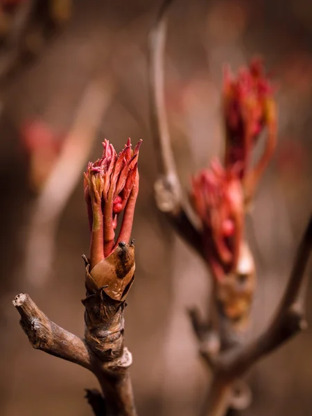 Rügyek a tavaszi fa — Stock Fotó