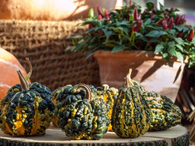 güneş ışığı altında olağandışı dekoratif kabaklar