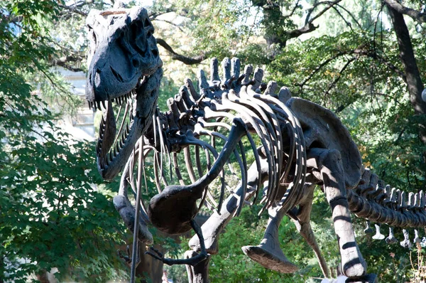 dinosaur skeleton. animal skull. Tyrannosaurus Rex skeleton. Fossil skeleton of Dinosaur Tyrannosaurus Rex - t-rex.