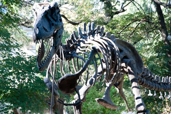 Állati Koponya Tyrannosaurus Rex Csontváz Dinoszaurusz Tyrannosaurus Rex Fosszíliás Csontváza — Stock Fotó