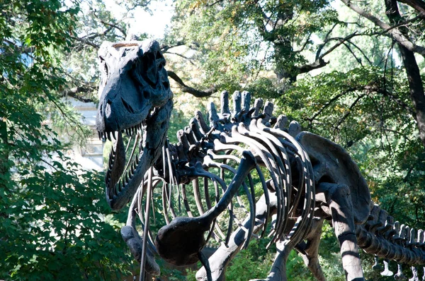 恐龙霸王龙的化石骨架Rex Rex 恐龙骨骼 动物头骨 霸王龙骨骼 — 图库照片