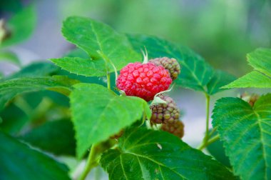 Ahududu. Yeşil yapraklı ahududu. Yaz hasadı. Vitamin dolu meyve meyvesi. Taze olgun meyveler. organik doğal sağlıklı yiyecekler.