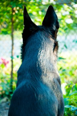 Siyah köpeğin oturduğu ve bölgeyi izlediği arka plan görüntüsü. Açık havada evcil hayvan. Sokak köpeği. Köpeğin sağlıklı tüyleri var..