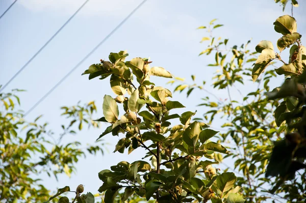 Birsalma Gyümölcs Kertben Zöld Napsütötte Égbolt Háttér Tavaszi Nyári Természet — Stock Fotó