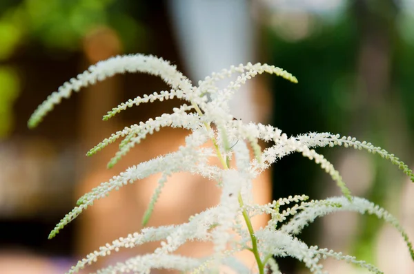 Flor Espiguilla Primer Plano Enfoque Selectivo Naturaleza Macro Fotografía Aruncus —  Fotos de Stock