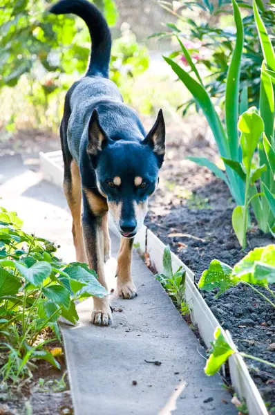 Perro Negro Caminando Por Camino Mascota Aire Libre Perro Callejero —  Fotos de Stock