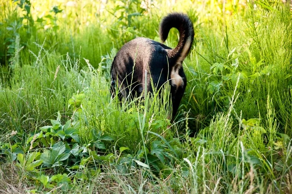 Back View Black Dog Smelling Something Green Grass Pet Outdoor —  Fotos de Stock