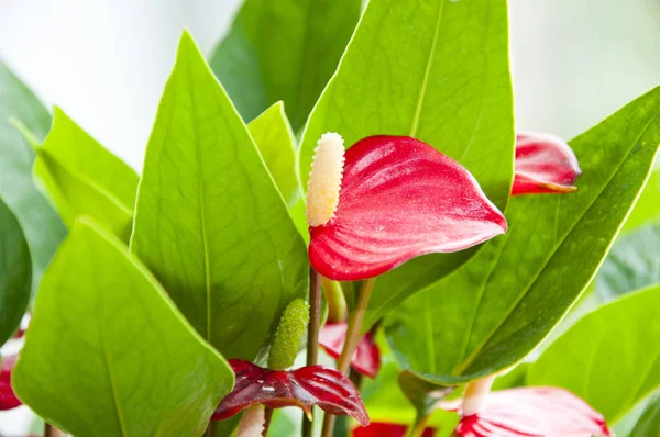 anthurium. red exotic flower. flower with green leaves. tailflower plant. flamingo flower closeup. laceleaf macro photographing.