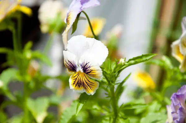 Primer Plano Del Jardín Verano Flor Primavera Floreciendo Primer Plano — Foto de Stock