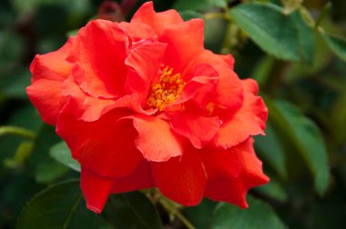 Yumuşak çiçek yaprakları. Baharda gül bahçesi. Kırmızı gül çalısı. Doğada güzel taze güller. Bahçedeki pembe çay gülleri çalısı. Yaz çiçekleri..