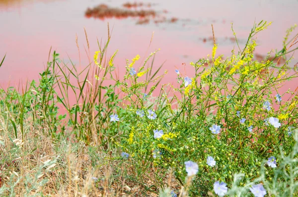 Дикі Квіти Фоні Яскраво Червоного Солоної Води Красивого Рожевого Озера — стокове фото