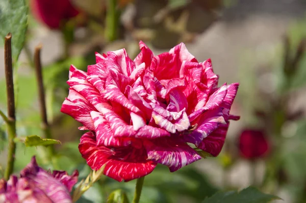 Jasně Růžová Růže Květ Slunné Letní Zahradě Květiny — Stock fotografie