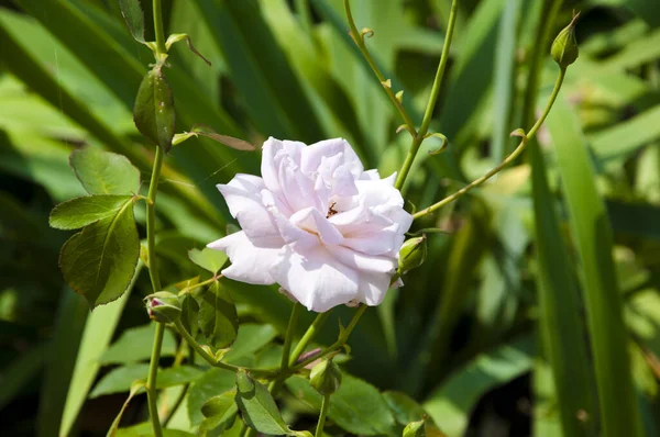 lilac rose bush. beautiful fresh roses in nature. pink tea roses bush in garden. summer blooming flower. soft flower petals. rose garden in spring.