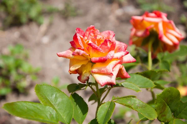 Orange Rose Blume Blüht Sonnigem Sommergarten Rose Blume — Stockfoto