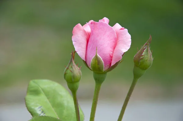 summer blooming flower. soft flower petals. rose garden in spring. light pink rose bush. beautiful fresh roses in nature. pink tea roses bush in garden.