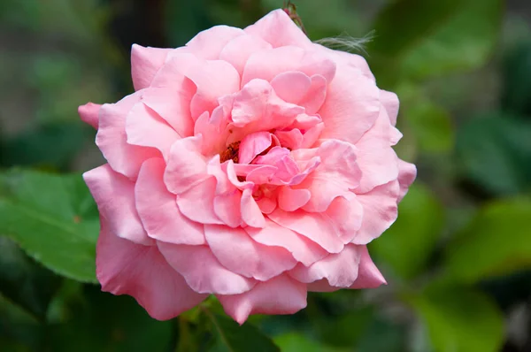 Rosa Schöne Rosenblume Blüht Sonnigen Sommergarten Romantische Blume — Stockfoto