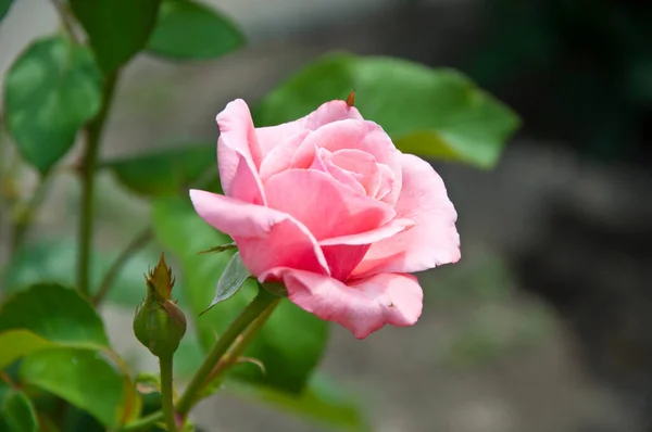 Weiche Blütenblätter Rosengarten Frühling Zartrosa Rosenstrauch Schöne Frische Rosen Der — Stockfoto