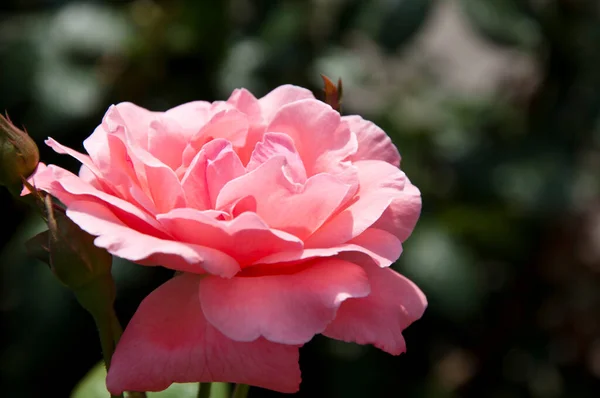 Rosa Rose Blume Blüht Sonnigem Sommergarten Rose — Stockfoto