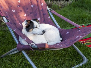 Puppy training banner. Dog adoption. Canine training. Dog relax on chair. Puppy pet relax outdoor. Happy dog pet in chair. Relaxing happy pet dog. Sleeping time.