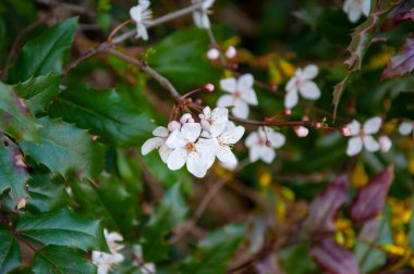 Kiraz ağacında güzel bir bahar Sakura çiçeği. Baharda çiçek açan Sakura çiçeği. Bahar doğası. Çiçekli Sakura. Bahar mevsimi çiçek açar. Japon kirazı. Sakura çiçeği..