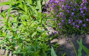 Willowhere bitkisi. Baharda Willowhere 'in güzel baharı. Bahar doğası. Çiçek açan Willonerb. Çiçek açan bahar bahçesi.