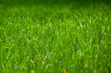 Yeşil çimenler. Yeşil çimenli doğa. Çimenli çimenli yaz çayırı. Yeşil doğa geçmişi. Otlak arazisi çayırı. Çimen arka planı. Doğa çevresi. Seçici odak.