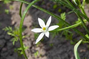 Ornithogalum çiçeği. Bahçede güzel bir ilkbahar Ornithogalum çiçeği. İlkbaharda açan Ornithogalum çiçeği. Bahar doğası. Çiçekli ornithogalum. Bahar mevsimi çiçek açar. Beyaz çiçek açıyor..
