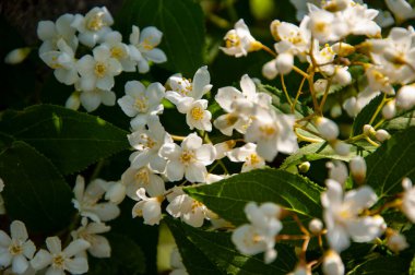 Çiçekli bir Deutzia. Bahar mevsimi çiçek açar. Deutzia çiçeği. Deutzia çiçeği. Bahçedeki güzel bahar çiçeği. Deutzia çiçeği baharda açar. Bahar doğası, makro.