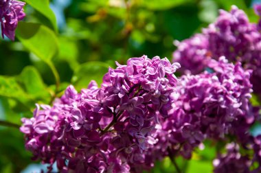 Bahar doğası. Çiçekli leylak rengi. Bahar mevsimi çiçek açar. Kokulu çiçek açması. Eflatun mor çiçek. Bahçede güzel bir bahar leylağı çiçeği. İlkbaharda açan leylak çiçeği.