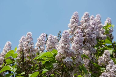 Bahar doğası. Çiçekli leylak rengi. Bahar mevsimi çiçek açar. Kokulu çiçek açması. Leylak çiçeği. Bahçede güzel bir bahar leylağı çiçeği. İlkbaharda açan leylak çiçeği. Şaşırtıcı doğa..