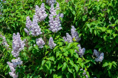 Kokulu çiçek açması. Leylak çiçeği. Bahçede güzel bir bahar leylağı çiçeği. İlkbaharda açan leylak çiçeği. Bahar doğası. Çiçekli leylak rengi. Bahar mevsimi çiçek açar. Mevsimlik bitki örtüsü.