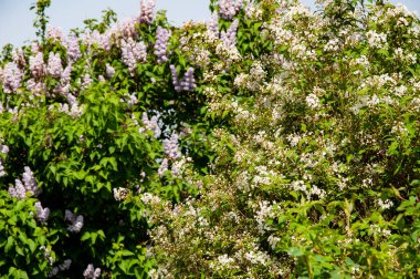Deutzia çiçeği baharda açar. Bahar doğası. Çiçekli bir Deutzia. Bahar mevsimi çiçek açar. Deutzia çiçeği. Deutzia çiçeği. Bahçedeki güzel bahar çiçeği. Boşluğu kopyala.