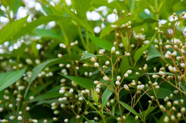 Bahar doğası. Çiçekli bir Deutzia. Bahar mevsimi çiçek açar. Deutzia çiçeği. Deutzia çiçeği. Bahçedeki güzel bahar çiçeği. Deutzia çiçeği baharda tomurcuklanır. Boşluğu kopyala.