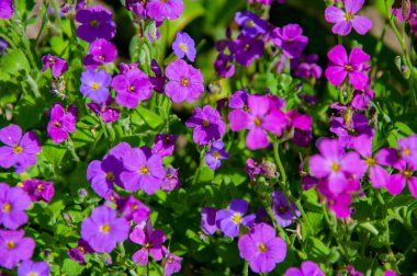 Aubrieta çiçeği. Bahçede güzel bir bahar Aubrieta çiçeği. İlkbaharda açan Aubrieta çiçeği. Bahar doğası. Çiçekli Aubrieta. Bahar mevsimi çiçek açar. Aubretia çiçek arkaplanı.