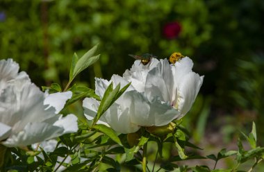Şakayık çiçeği. Bahar doğası. Çiçek tozlaşması. Bahar mevsimi çiçek açar. İlkbaharda ekosistem ve vahşi yaşam. Polenli böcek. Bitki çiçeklerinin tozlaşması. Çiçek ısıtıcıları.