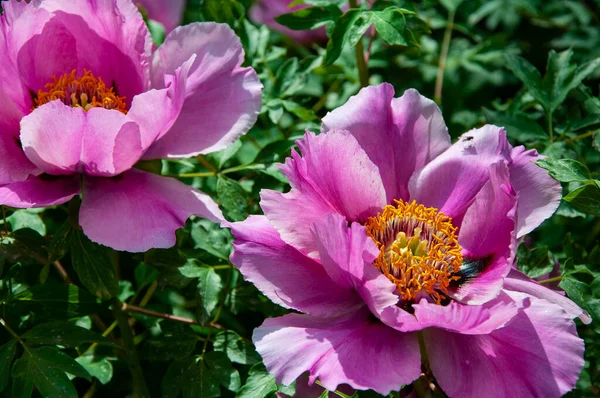 Bahar mevsimi çiçek açar. Paeony çiçek açıyor. Şakayık çiçeği. Bahçedeki güzel bahar şakayığı çiçeği. İlkbaharda açan şakayık çiçeği. Bahar doğası. Çiçekli şakayık. Bahçe yaprakları.