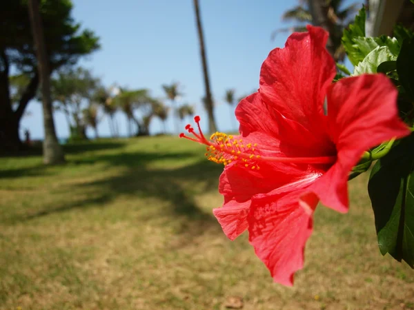 Flower in Hawaii