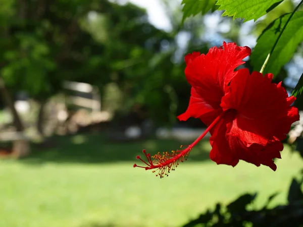 Flower Closeup in Hawaii