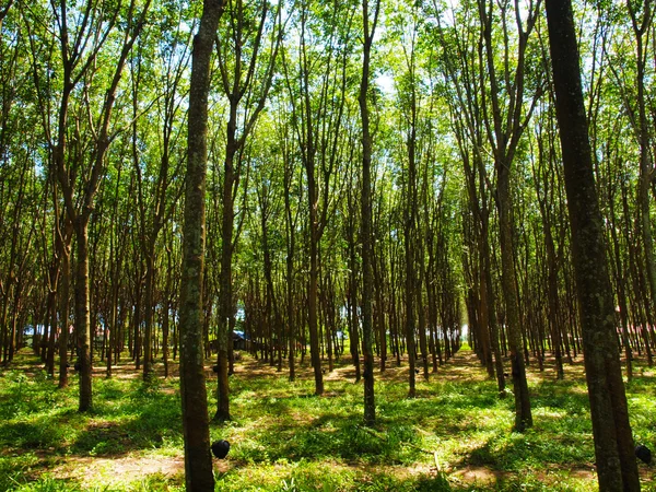Tayland 'da orman — Stok fotoğraf