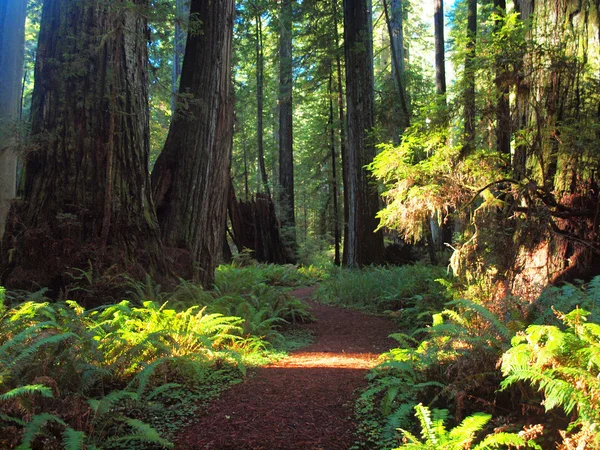 Redwoods, Ca Ca — Stok fotoğraf