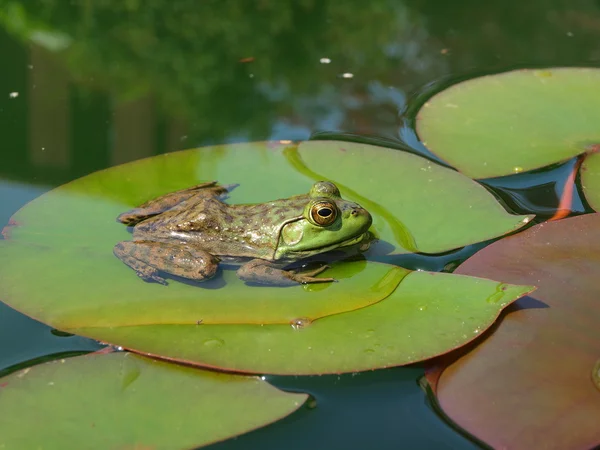 Frosch auf Lilienkissen lizenzfreie Stockfotos