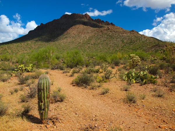 Saguaro-Nationalpark Stockbild