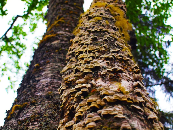 Tree Fungus, Alaska — Stock Photo, Image