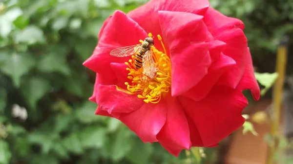 Une abeille sur une fleur — Photo