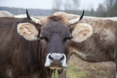bir Güz'ın bahçesinde bakımlı inek